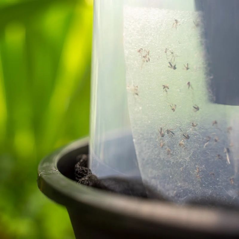 PIÈGE À MOUSTIQUES TIGRES D’EXTÉRIEUR NON ÉLECTRIQUE (X2)
